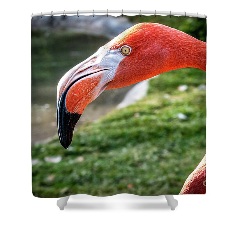 Africa Shower Curtain featuring the photograph I've Got My Eye on You by David Levin