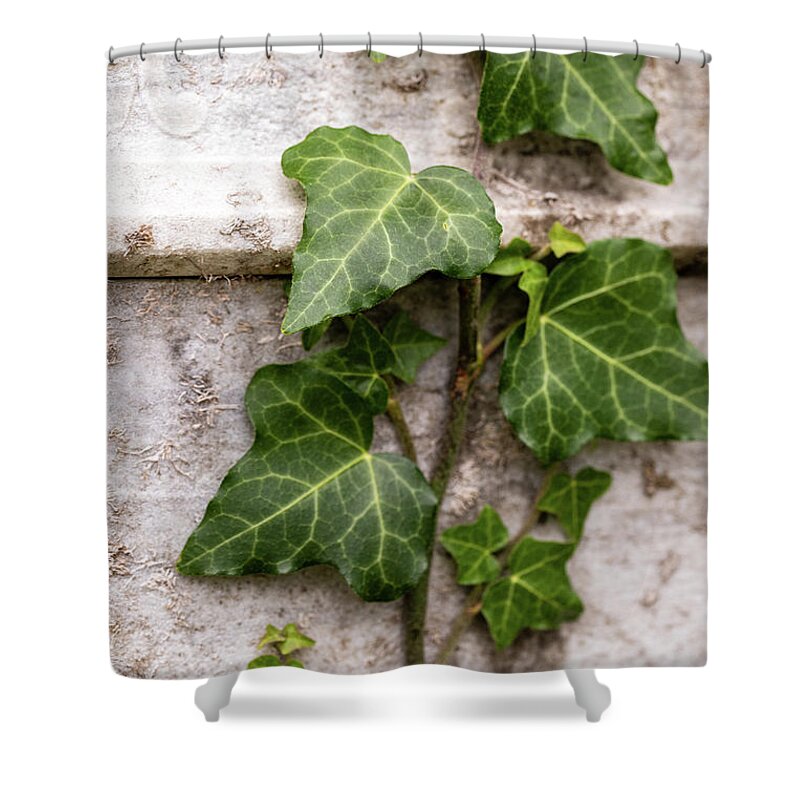 Leaf Shower Curtain featuring the photograph Ivy on a Wall by Amelia Pearn
