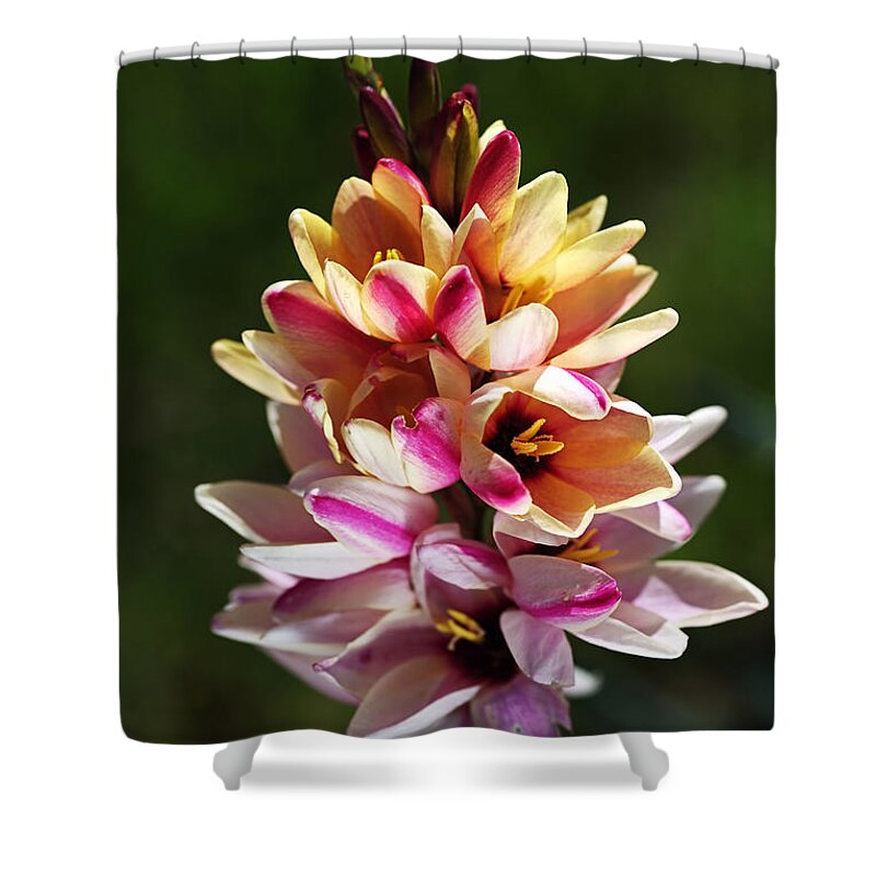 Bubbleblue Shower Curtain featuring the photograph Ixia's Own Natural Bouquet by Joy Watson