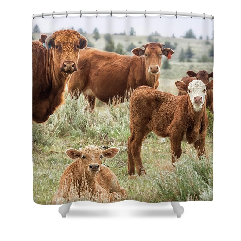 Cow Shower Curtain featuring the photograph J'Accuse by Belinda Greb