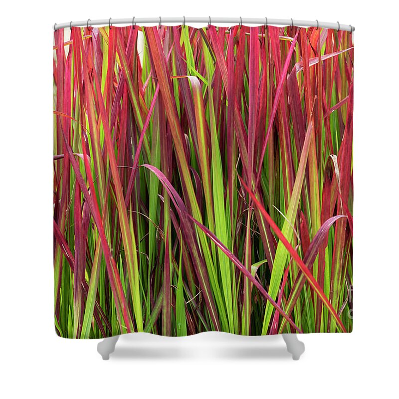 Japanese Blood Grass Shower Curtain featuring the photograph Japanese Blood Grass by Tim Gainey