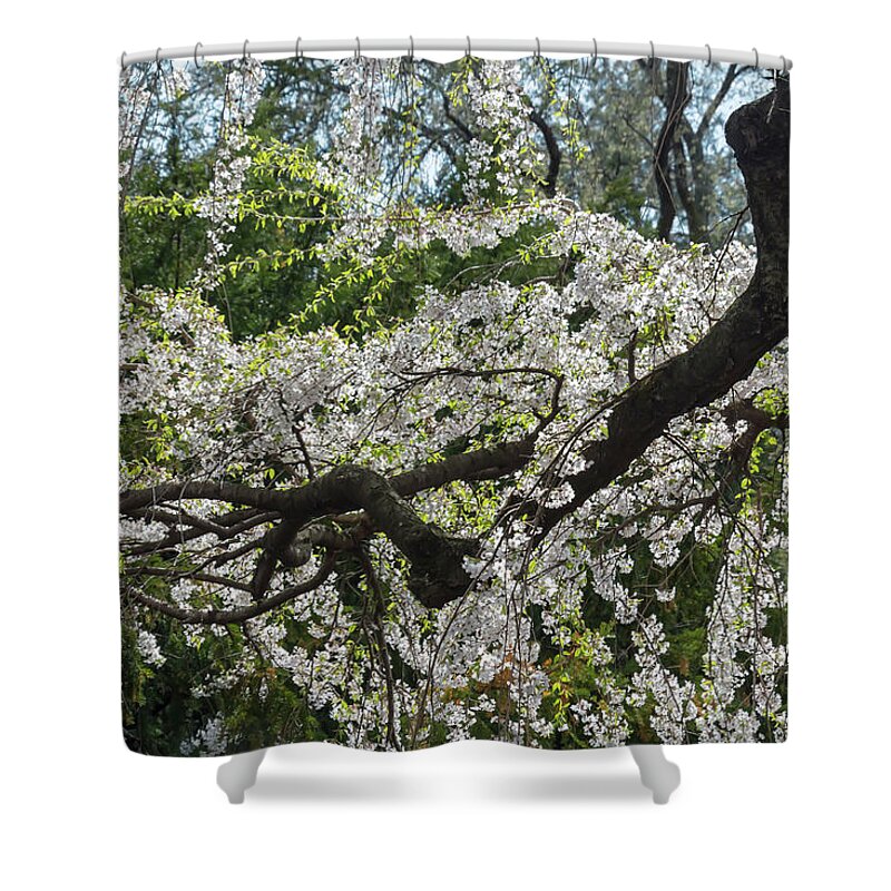 Flower Shower Curtain featuring the photograph Japanese Flowering Cherry 5 by Dawn Cavalieri