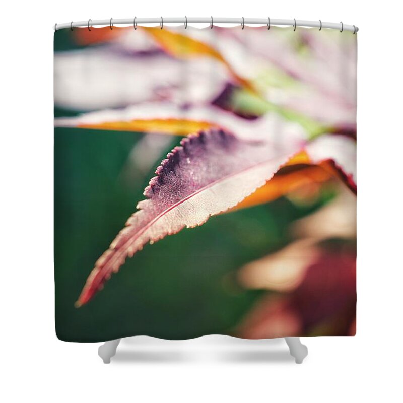 Photo Shower Curtain featuring the photograph Japanese Maple Leaf by Evan Foster