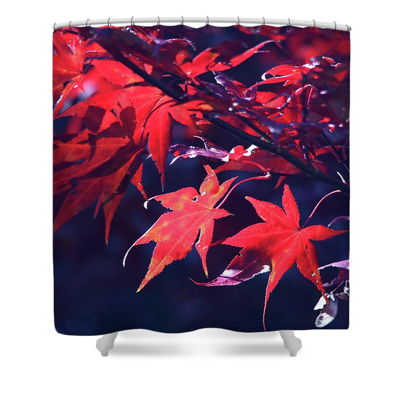 Trees Shower Curtain featuring the photograph Japanese Maple Leaves by Trina Ansel