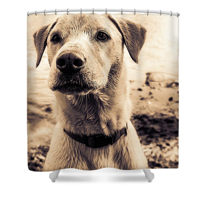  Shower Curtain featuring the photograph Jasper by Dmdcreative Photography