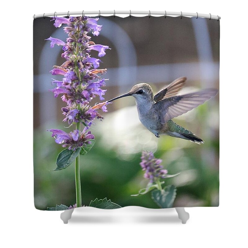 Hummingbird Shower Curtain featuring the photograph Jaunty Hummingbird by Carol Groenen