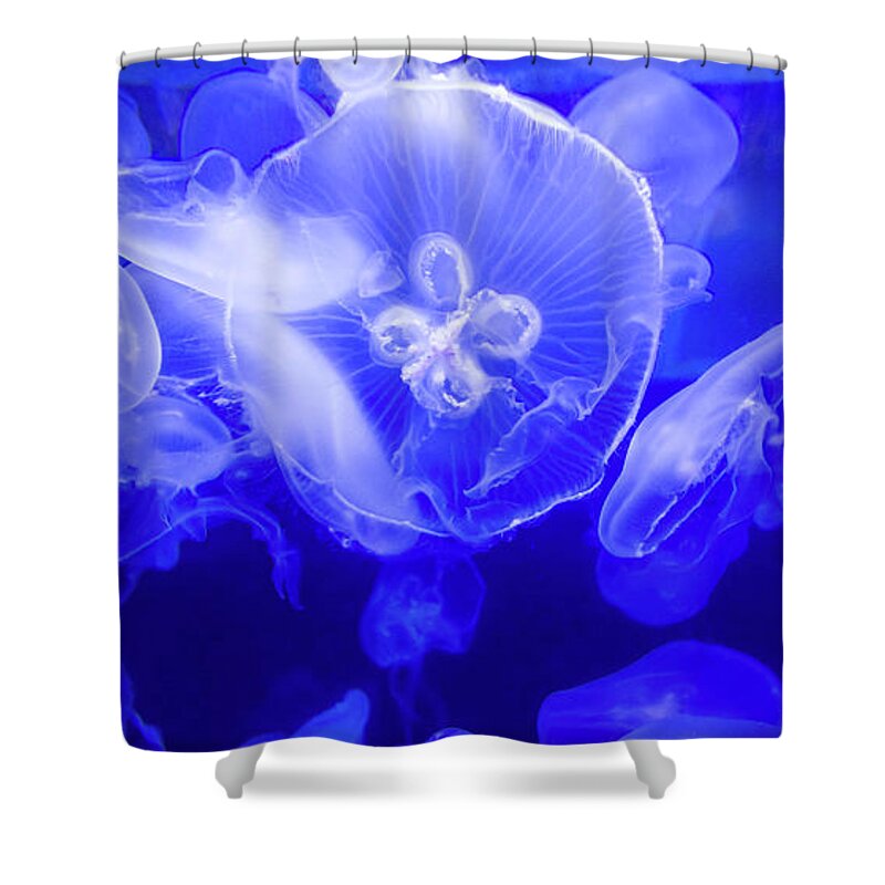 Jelly Shower Curtain featuring the photograph Jellyfish in the Water by Beachtown Views