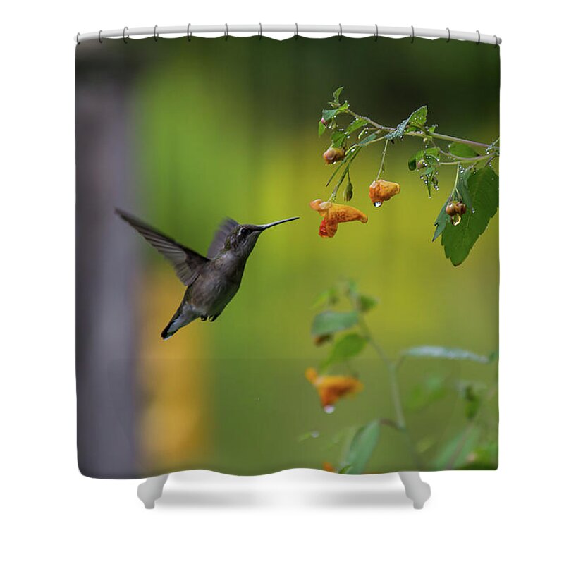 Birds Shower Curtain featuring the photograph Jewelweed Hummingbird by Lynn Thomas Amber
