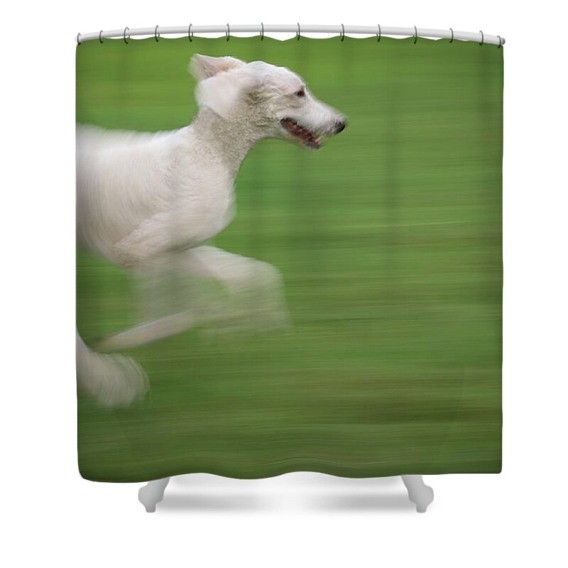 Dog Shower Curtain featuring the photograph Joy by M Kathleen Warren