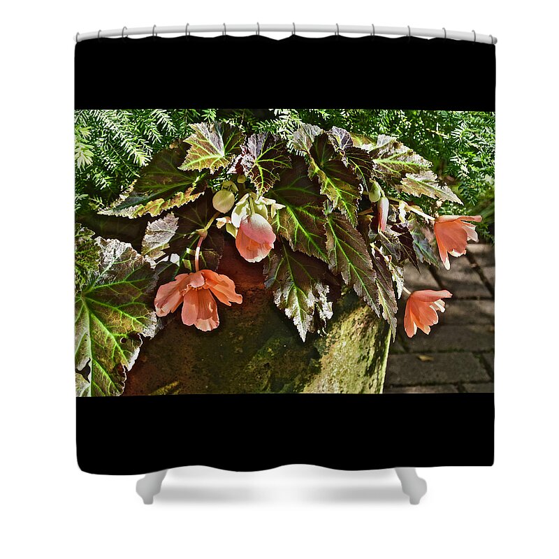 Begonia Shower Curtain featuring the photograph July Garden Visit Orange Begonia by Janis Senungetuk