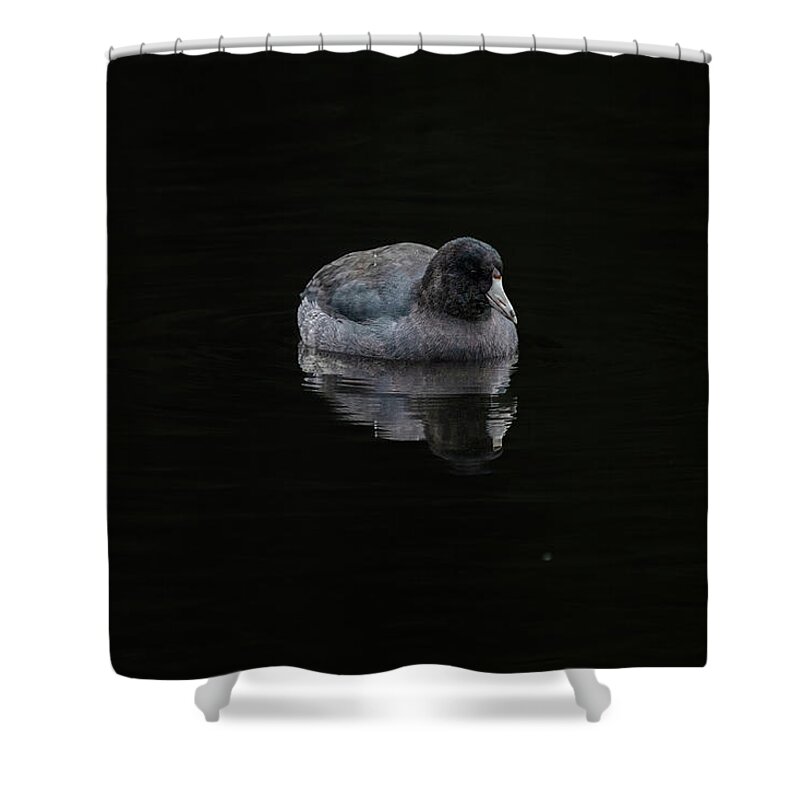 Mudhen Shower Curtain featuring the photograph Just a Coot by Jerry Cahill