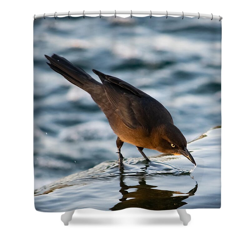 Grackle Shower Curtain featuring the photograph Just a Little Sip by Bonny Puckett