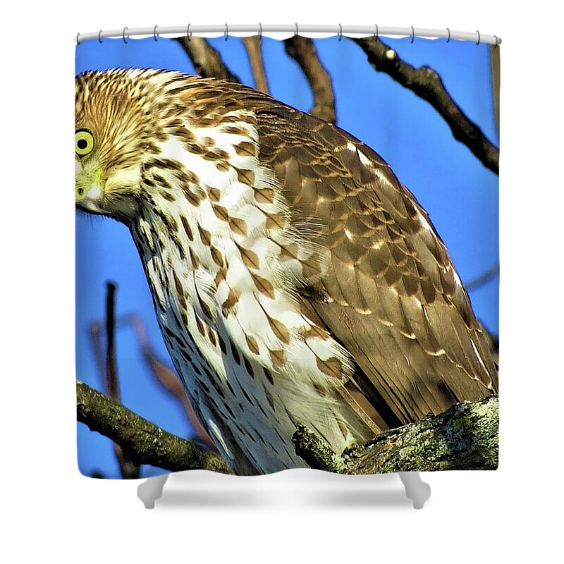 Hawks Shower Curtain featuring the photograph Juvenile Coopers Hawk Are you talkin' to me? by Linda Stern