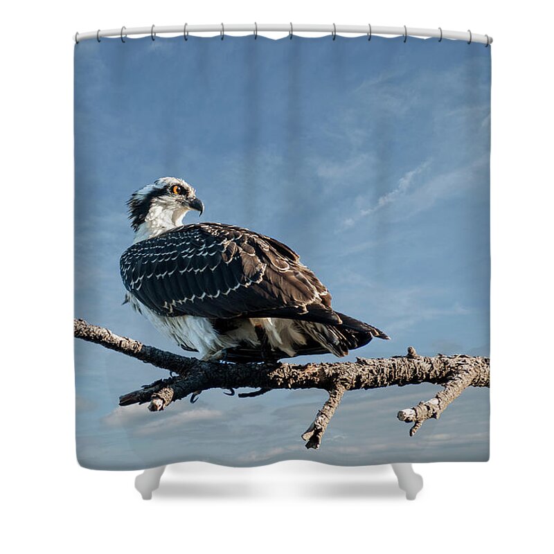 Animal Shower Curtain featuring the photograph Juvenile Osprey Perched in a Tree by Jeff Goulden