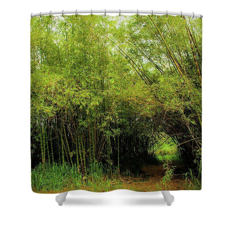 Kauai Shower Curtain featuring the photograph Kaua'i Bamboo Stand by Doug Davidson