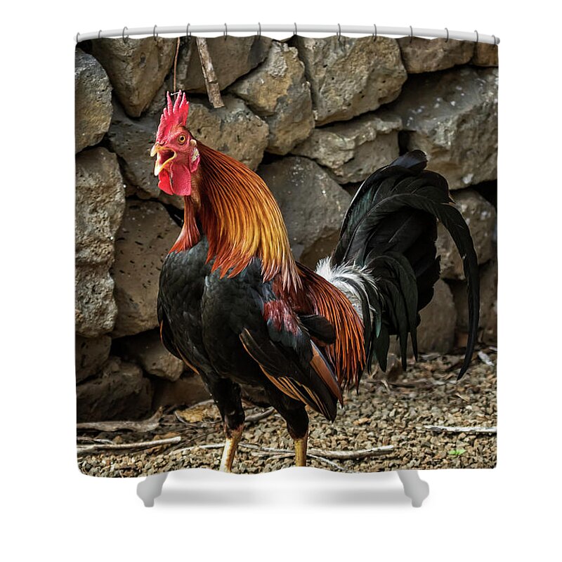 Rooster Shower Curtain featuring the photograph Kauai Rooster Crowing by Belinda Greb