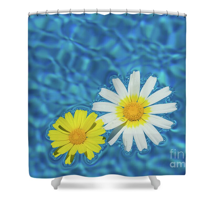 Daisies Shower Curtain featuring the photograph Keep your sunny days by the pool by Adriana Mueller