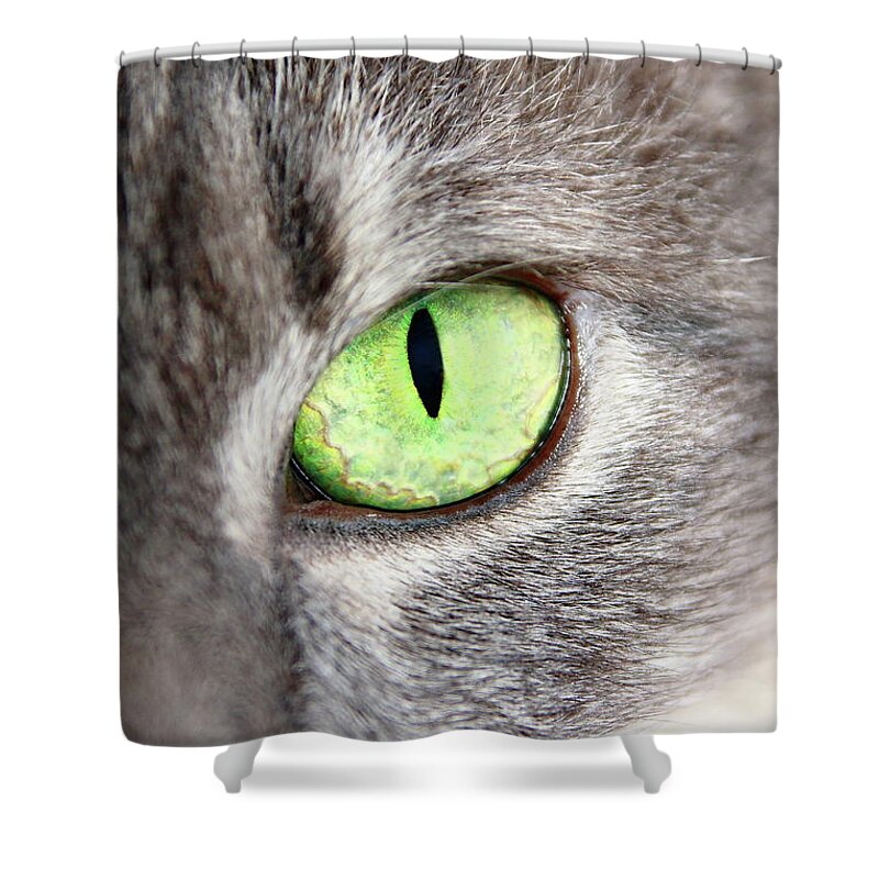 Cat Shower Curtain featuring the photograph Keeping An Eye On You by Lens Art Photography By Larry Trager