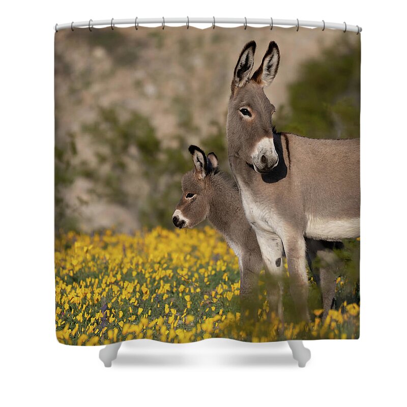 Wild Burros Shower Curtain featuring the photograph Keeping an Eye Out by Mary Hone