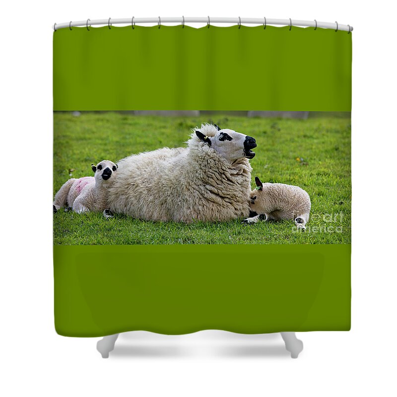 Sheep Shower Curtain featuring the photograph Kerry Hill Sheep, ewe with twin lambs by Tony Mills