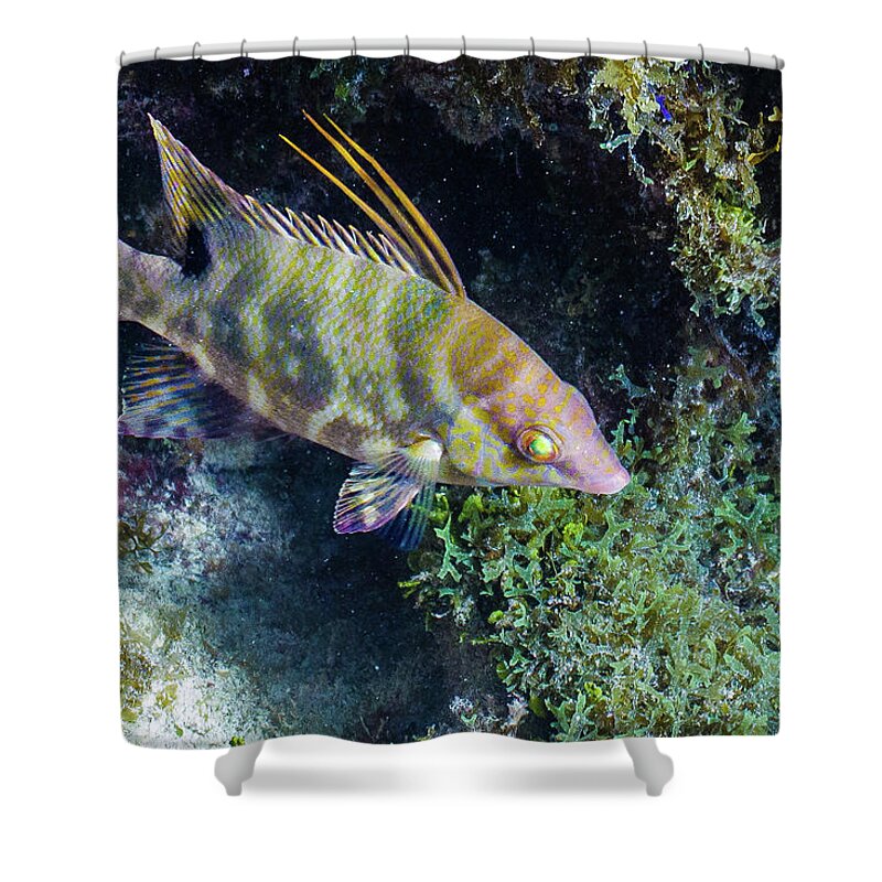 Animals Shower Curtain featuring the photograph Keys Mascot by Lynne Browne