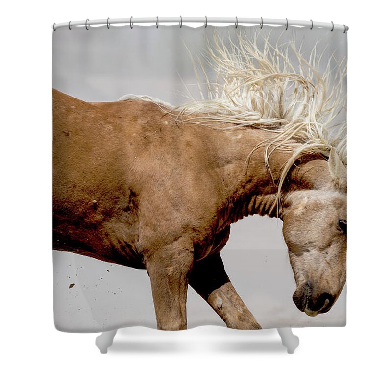 Wild Horse Shower Curtain featuring the photograph Kick by Mary Hone