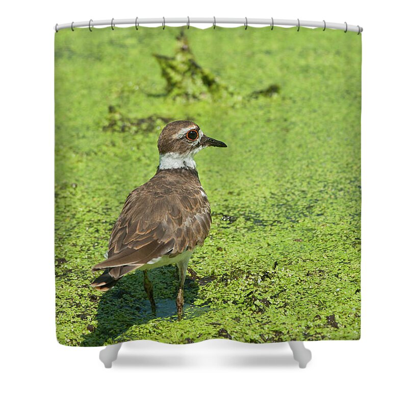 Wildlife Shower Curtain featuring the photograph Killdeer - 6884 by Jerry Owens