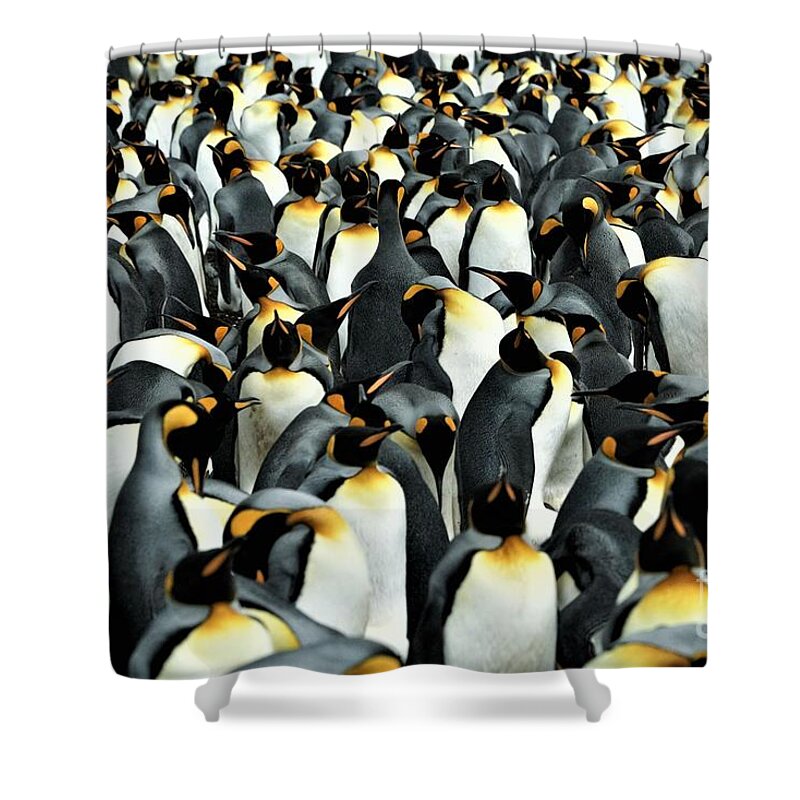 Penguins Shower Curtain featuring the photograph Kings of the Falklands by Darcy Dietrich