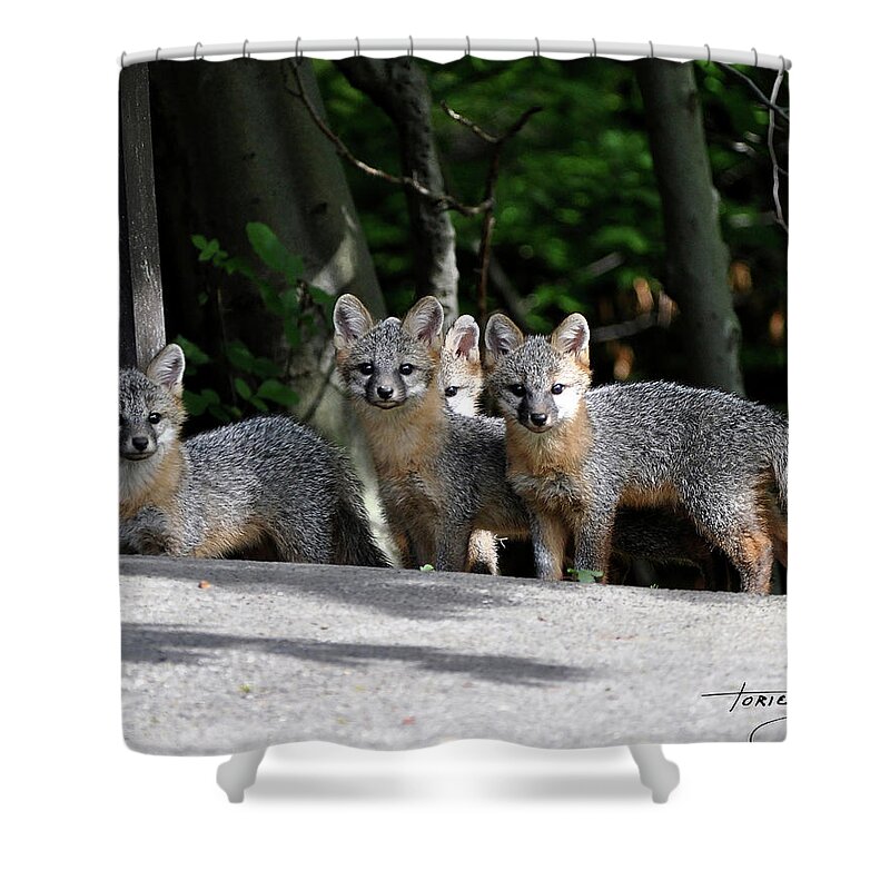 Kit Fox Shower Curtain featuring the photograph Kit Fox9 by Torie Tiffany