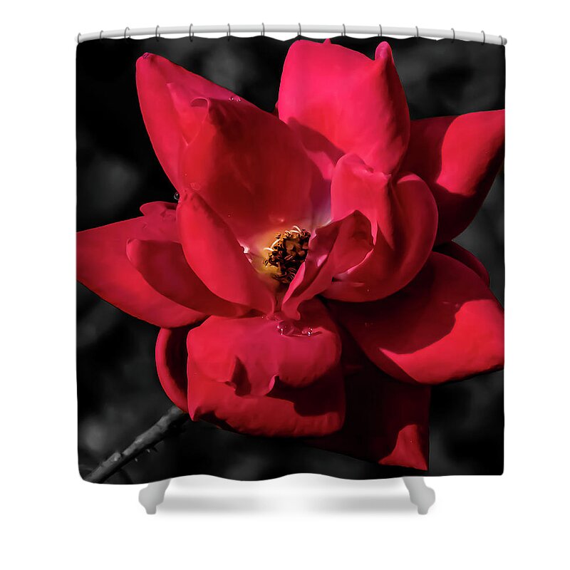 Roses Shower Curtain featuring the photograph Knockout Pink by Gena Herro