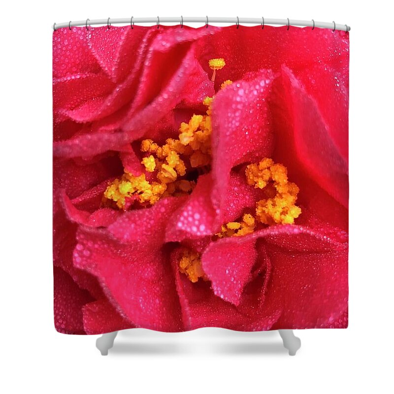Flowers Shower Curtain featuring the photograph Kramer Supreme Camellia Japonica in Clayton, North Carolina by Catherine Ludwig Donleycott