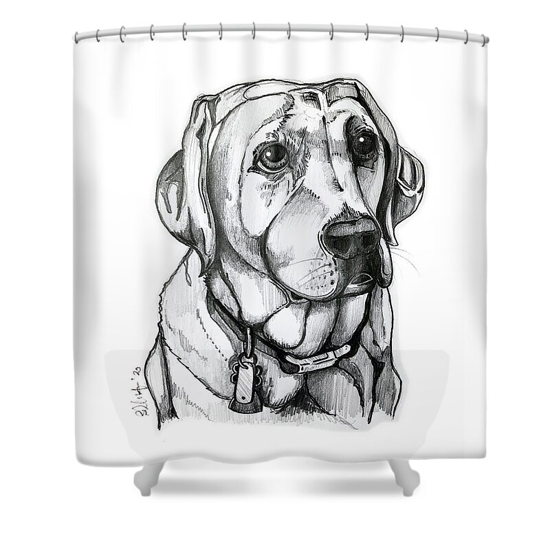 Labrador Shower Curtain featuring the drawing Labrador by Creative Spirit