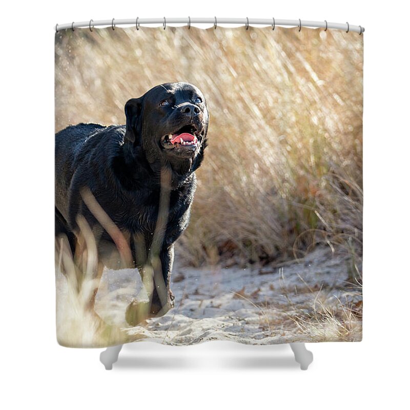 Labrador Retriever Shower Curtain featuring the photograph Labrador Loves the Beach by Rachel Morrison