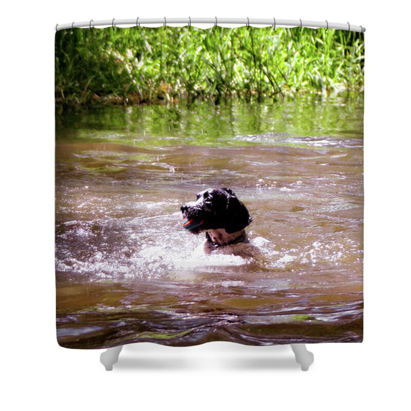 Labrador Shower Curtain featuring the photograph Labrador Retriever Swimming by Doc Braham