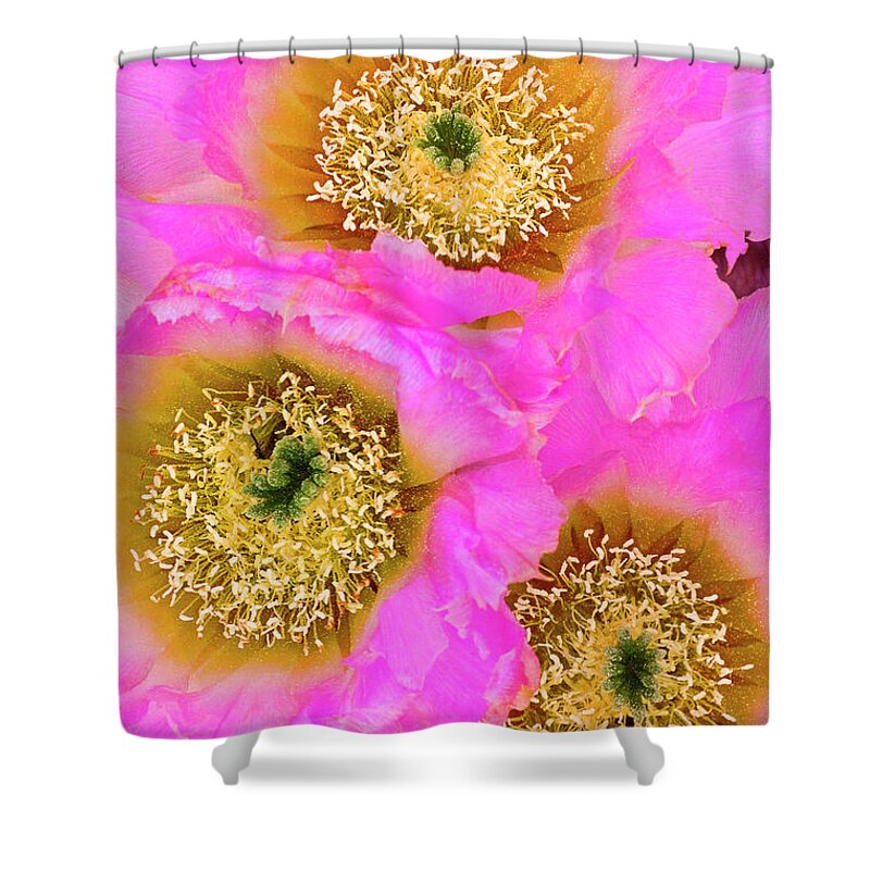 Lace Cactus Shower Curtain featuring the photograph Lace Cactus Flowers by Dave Welling