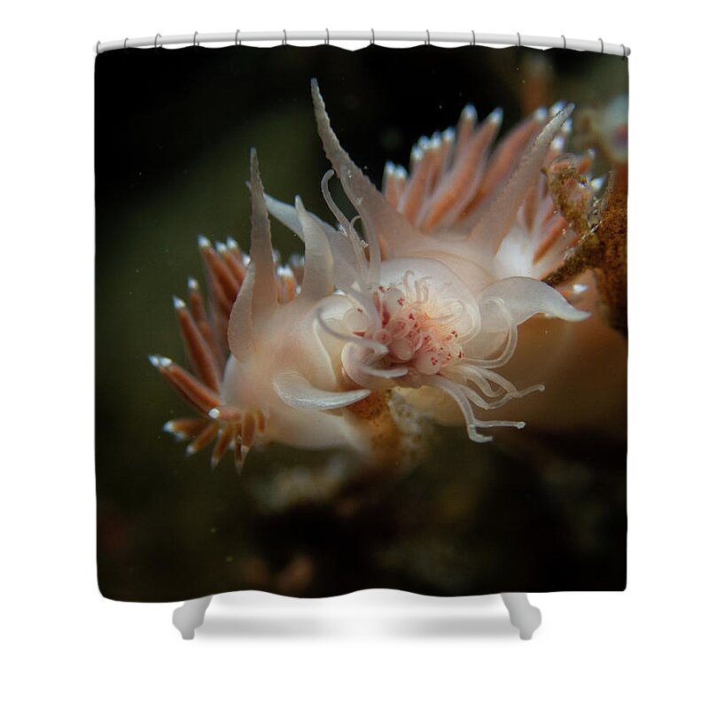 Nudibranch Shower Curtain featuring the photograph Lady and the Tramp nudibranchs by Brian Weber