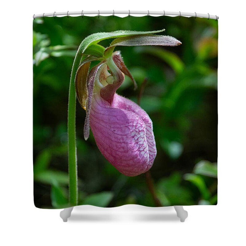 Flower Shower Curtain featuring the photograph Lady Slipper by Linda Bonaccorsi
