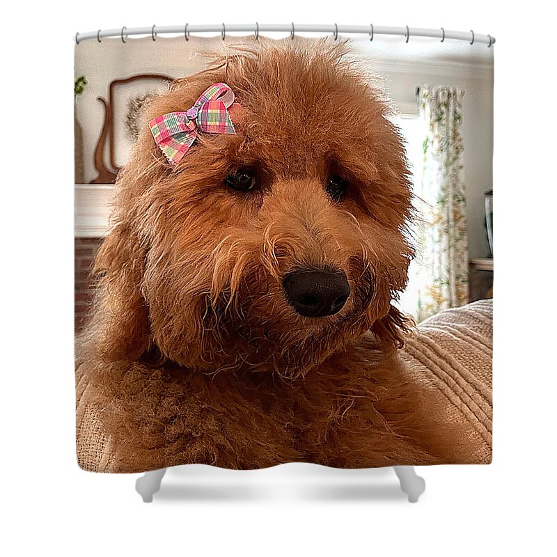 Goldendoodle Shower Curtain featuring the photograph Ladybird by Lee Darnell