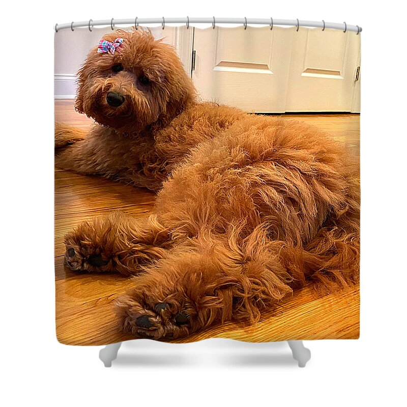 Goldendoodle Shower Curtain featuring the photograph Ladybird Swimsuit Edition by Lee Darnell