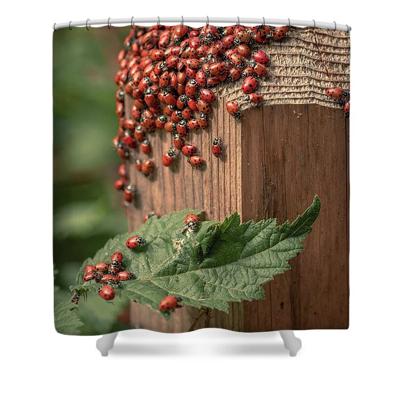 Macro Shower Curtain featuring the photograph Ladybug 4 by Laura Macky