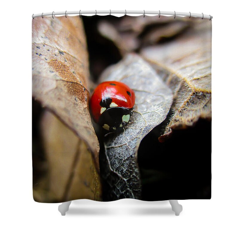 Coccinellidae Shower Curtain featuring the photograph Ladybug Among Leaves by W Craig Photography