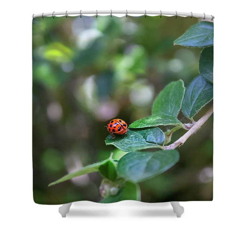 Ladybug Shower Curtain featuring the photograph Ladybug by MPhotographer