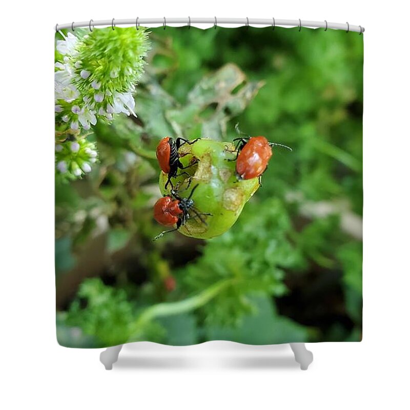 Ladybugs Shower Curtain featuring the photograph LadyBugs Feeding by Stacie Siemsen