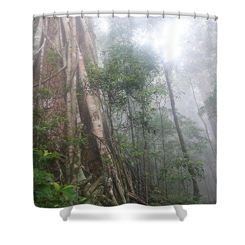 Rain Forest Shower Curtain featuring the photograph Lamington Rainforest by Maryse Jansen