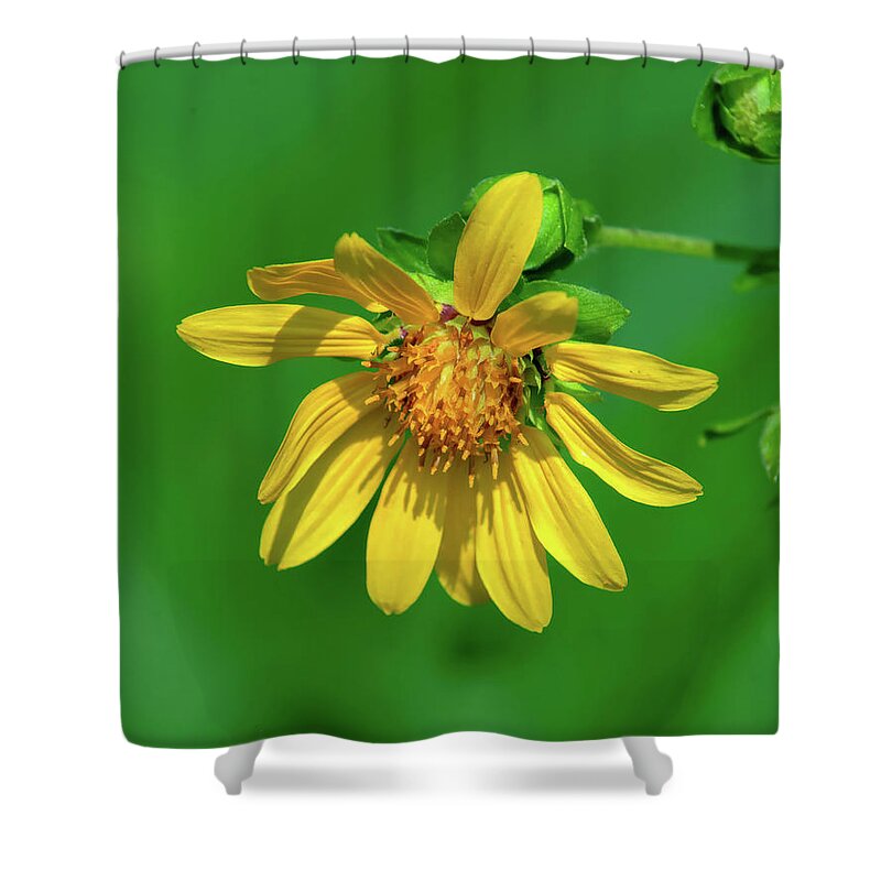 Large-flowered Leafcup Shower Curtain featuring the photograph Large-flowered Leafcup or Bear's Foot DFL1278 by Gerry Gantt