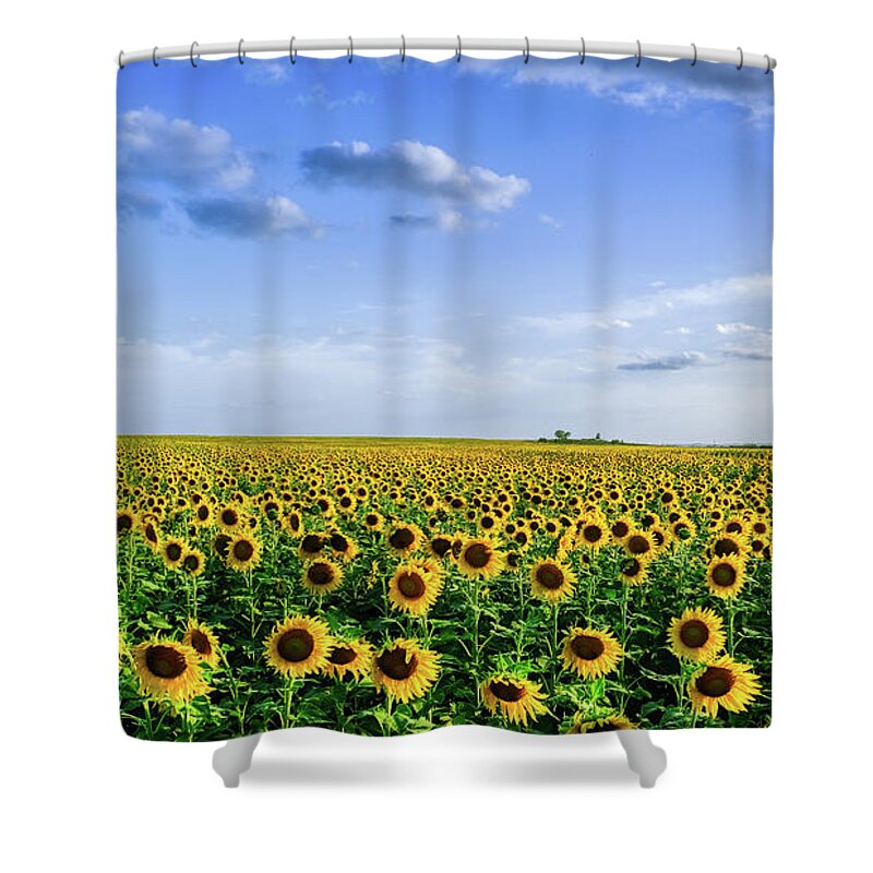 Sunflowers Shower Curtain featuring the photograph Large Sunflower Field by Robert Bellomy