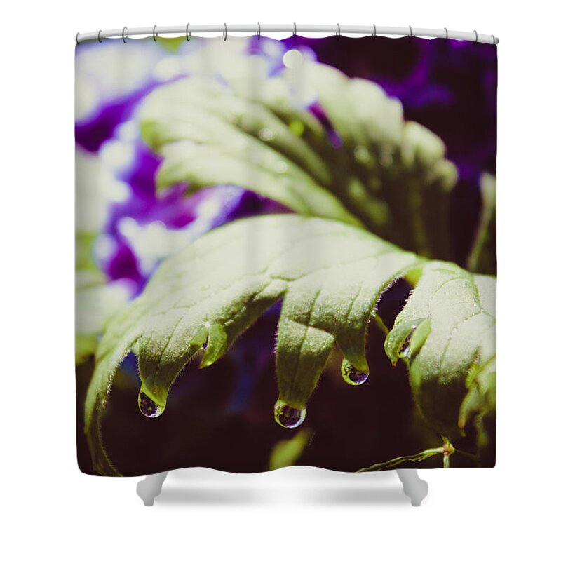 Larkspur Shower Curtain featuring the photograph Larkspur Leaf Water Drops by W Craig Photography