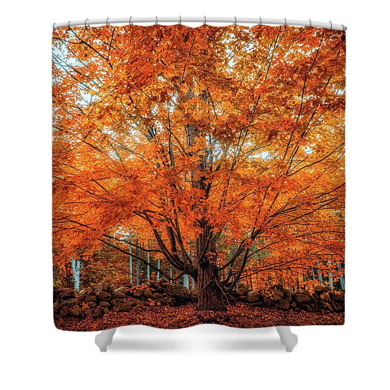 Tree Shower Curtain featuring the photograph Late fall foliage by Lilia S