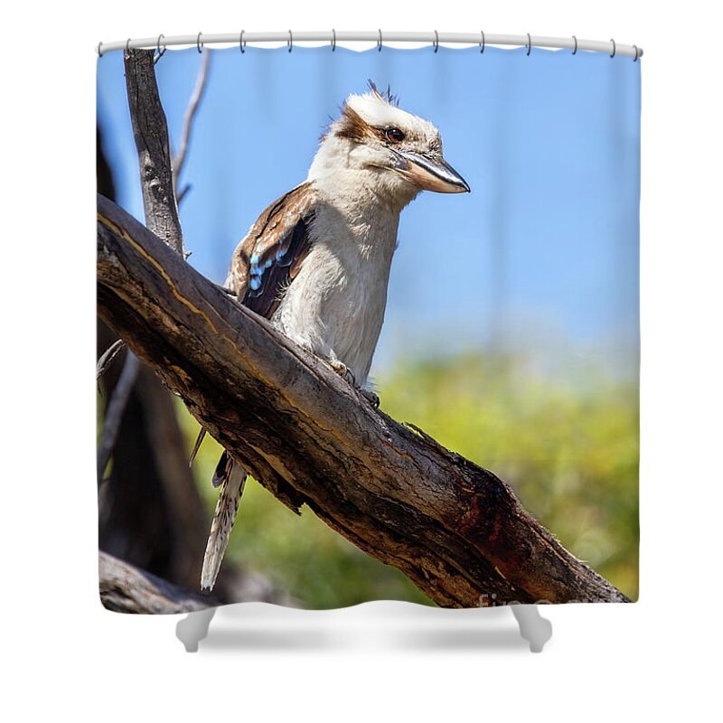 Laughing Kookaburra Shower Curtain featuring the photograph Laughing kookaburra, Dacelo novaeguineae, a territorial tree kingfisher native to Australia. This adult bird in perched in a tree in Frecinet National Park, Tasmania. by Jane Rix