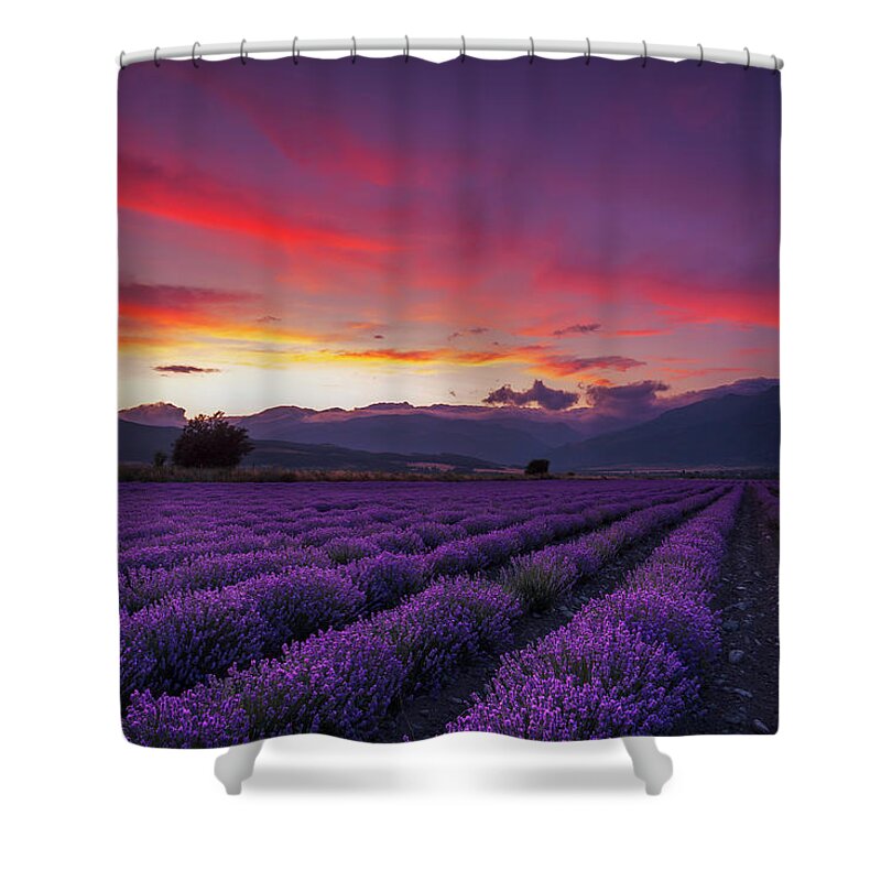 Dusk Shower Curtain featuring the photograph Lavender Season by Evgeni Dinev
